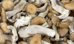 Naturélium - Le shimeji brun 1kg