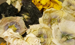 Rébecca les Jolies Fleurs - Fleurs séchées entières luxe