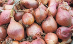 La Ferme de Goas Per - Oignon rose bio - 1kg