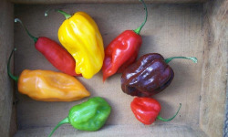 HERBA HUMANA - Piment Habanero rouge 3kg