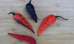 HERBA HUMANA - Piment frais Naga Twister Black 14g
