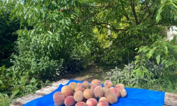Des Poules et des Vignes à Bourgueil - Pêches de vignes pour compote, tarte , confiture
