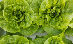 Nature et Saveurs - Ferme Aquaponique et Permacole Astérienne - Laitue Vivante Jeune de Saison - 3 pièces