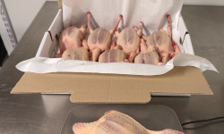 Ferme Bleu Canard - Lot de 8 pigeonneaux