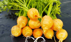 Nature et Saveurs - Ferme Aquaponique et Permacole Astérienne - Mini-carottes Marché de Paris — tendresse gastronomique