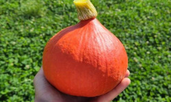 Le Maraîcheur - Courge potimarron