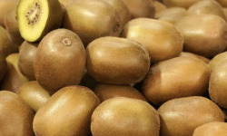 L'OLIVERAIE DU COUDON - Kiwis JAUNE  3kg cat2 PROMOTION