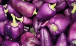 ChâteauFer - Poivron - Paprika Violet 400g
