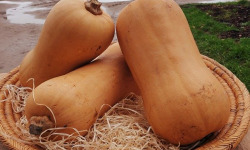 Les Champs Paradis - Courge Butternut