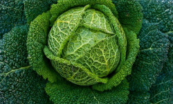 Nature et Saveurs - Ferme Aquaponique et Permacole Astérienne - Chou de Milan – structure froissée et douceur feuilletée