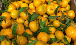 Les Hespérides - Coopérative de la Riviera Française - Mandarine 5kg