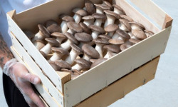 Les Myconautes - Pleurotes panicaut Bio - Cagette 3kg