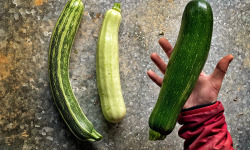 La Ferme d'Artaud - 5kg de courgettes panachées