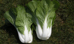 La Ferme de Goas Per - Pak-Choï Chou chinois  Bio - 1 Pièce