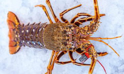 Poissonnerie La Piriacaise - Langouste Bretonne cuite - 1,1kg