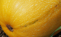 Mon Petit Producteur - Courge Spaghetti Bio [poids moyen 1.3kg]