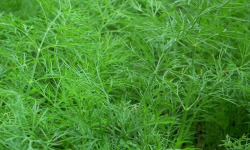 Les Herbes du Roussillon - Aneth Frais