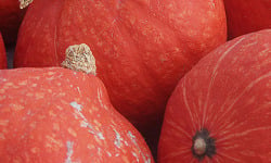 Mon Petit Producteur - Courge Potimarron Red Kuri bio [poids moyen 2.2 kg]