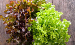 La Boite à Herbes - Lot Salade Batavia Verte Et Feuille De Chêne Bio