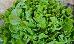 Les Jardins de Gérard - Salade Feuille de chêne blonde Bio - Lot de 2