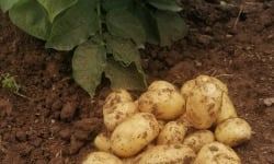 Ferme de Carcouet - Pommes de Terre Allians  Bio - 9 kg