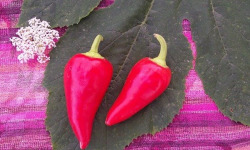 HERBA HUMANA - Piment frais Rio Grande 50g