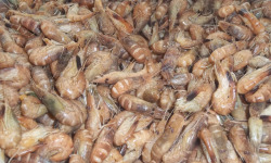 Saveurs Océanes IO - Crevettes grises cuites - 400g