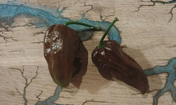 HERBA HUMANA - Habanero Choco - 40g