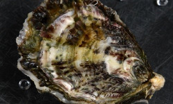 Camargue Coquillages - Huître N°000 - 10 kg