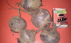 LES JARDINS DE KARINE - Betterave rouge sans feuilles - 1kg