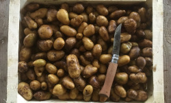 Nature et Saveurs - Ferme Aquaponique et Permacole Astérienne - Pommes de Terre Grenaille