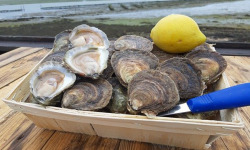 Huitres Damerose - Huitres Plates calibre G (Gros) -  8 douzaines (100 pièces)