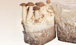 Les Myconautes - Substrat de pleurotes panicaut Bio