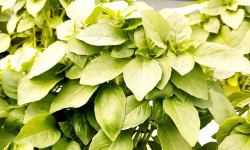 Nature et Saveurs - Ferme Aquaponique et Permacole Astérienne - Basilic Grec (Bouquet Frais)