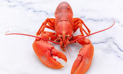 Poissonnerie La Piriacaise - Homard "Bleu" de nos côtes cuit - 700g