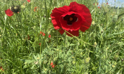 Des Poules et des Vignes à Bourgueil - 10 Pétales de coquelicots