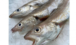 Godaille de l'Armement Cherbourgeois - En Direct du Bateau - Merlan Vidé – Lot 1 Kg