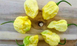 HERBA HUMANA - Carolina reaper blanc frais