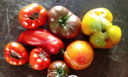 Nature et Saveurs - Ferme Aquaponique et Permacole Astérienne - Tomates déclassées pour coulis – l’âme concentrée de la tomate
