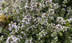 Domaine du Chillou - Bouquet de Thym frais Bio