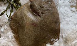 Brest Marée - Turbot 1kg