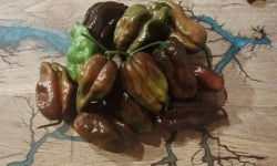 HERBA HUMANA - Habanero Choco - 300g