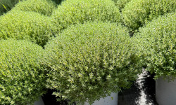 L’Oliveraie du Coudon - THYM EN POT XXL DE 18 CM
