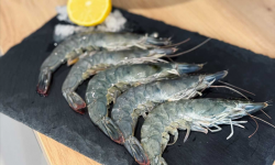 Agriloops - Gambas de Bretagne 1kg (calibre 30-50)