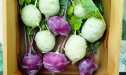 Nature et Saveurs - Ferme Aquaponique et Permacole Astérienne - Chou-rave aquaponique en mélange – blanc & violet, croquant et raffiné