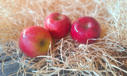 Les Jardins de Gérard - Pomme Story Bio - 3 kg