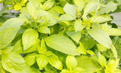Nature et Saveurs - Ferme Aquaponique et Permacole Astérienne - Basilic Citron (Bouquet Frais)