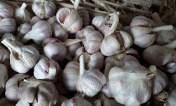 La Ferme De Jérôme - Ail Rose - [Précommande] Ail Rose En Vrac - 1kg