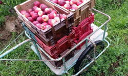 Massot Delphine et Garrigue Marc - Peches et/ou nectarines du Roussillon BIO pour jus, confiture ou compote