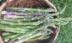 Des Poules et des Vignes à Bourgueil - Asperges vertes sauvage de Touraine